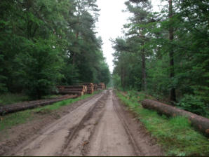 Ook hier is de bosbouw weer aktief geweest, er is weer plaats voor aanplant of zaailingen. -gpswandelpaden.nl-