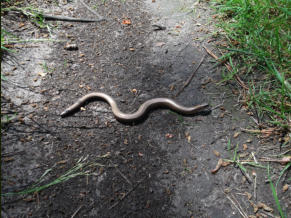 De hazelworm is een pootloze hagedis. Tijden een boswandeling is er een grote kans dat je het beestje op het pad tegen komt - gpswandelpaden.nl