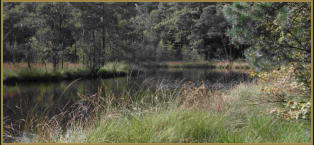 GPS wandeling 02) Opoeteren 16.3 km Vlaanderen -gpswandelpaden.nl-  Een wandelingen door naaldhout bossen en  landduinen